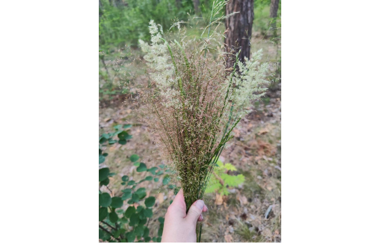 Для птахів